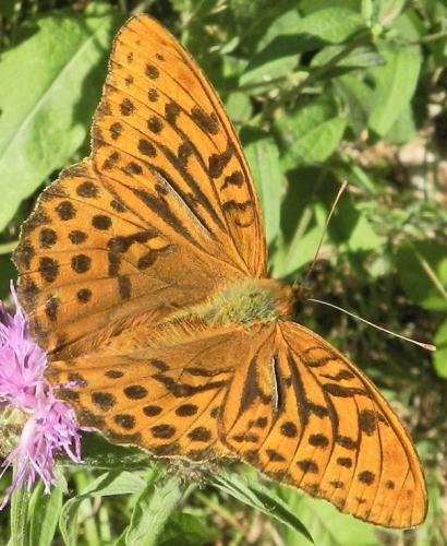 Réf. 240 328 : Argynnis paphia